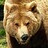DancingBear84