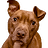 imagio