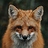 Renard